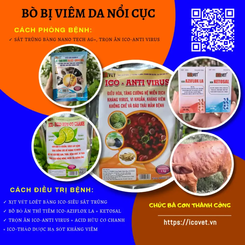 Cách chữa bò bị viêm da nổi cục