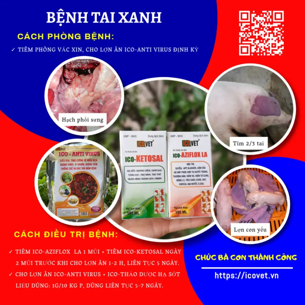 Phác đồ điều trị bệnh tai xanh ở lợn