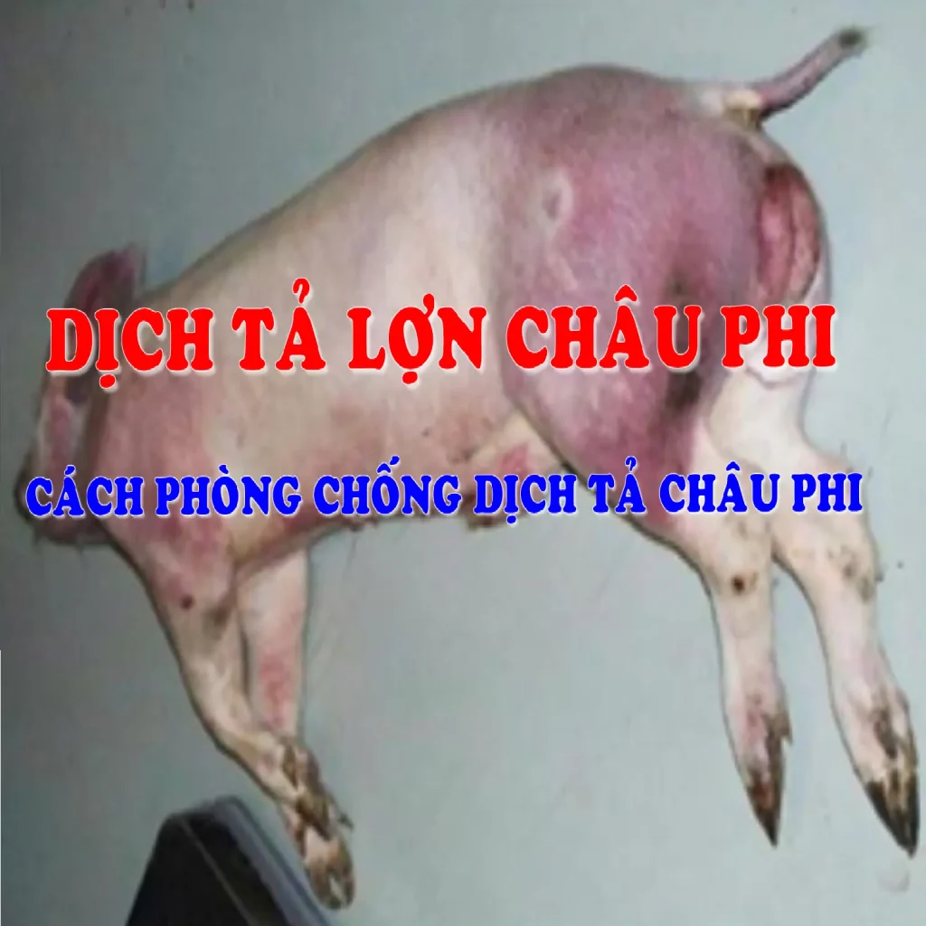 Dịch tả lợn châu phi