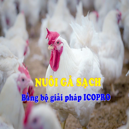 Nuôi gà sạch