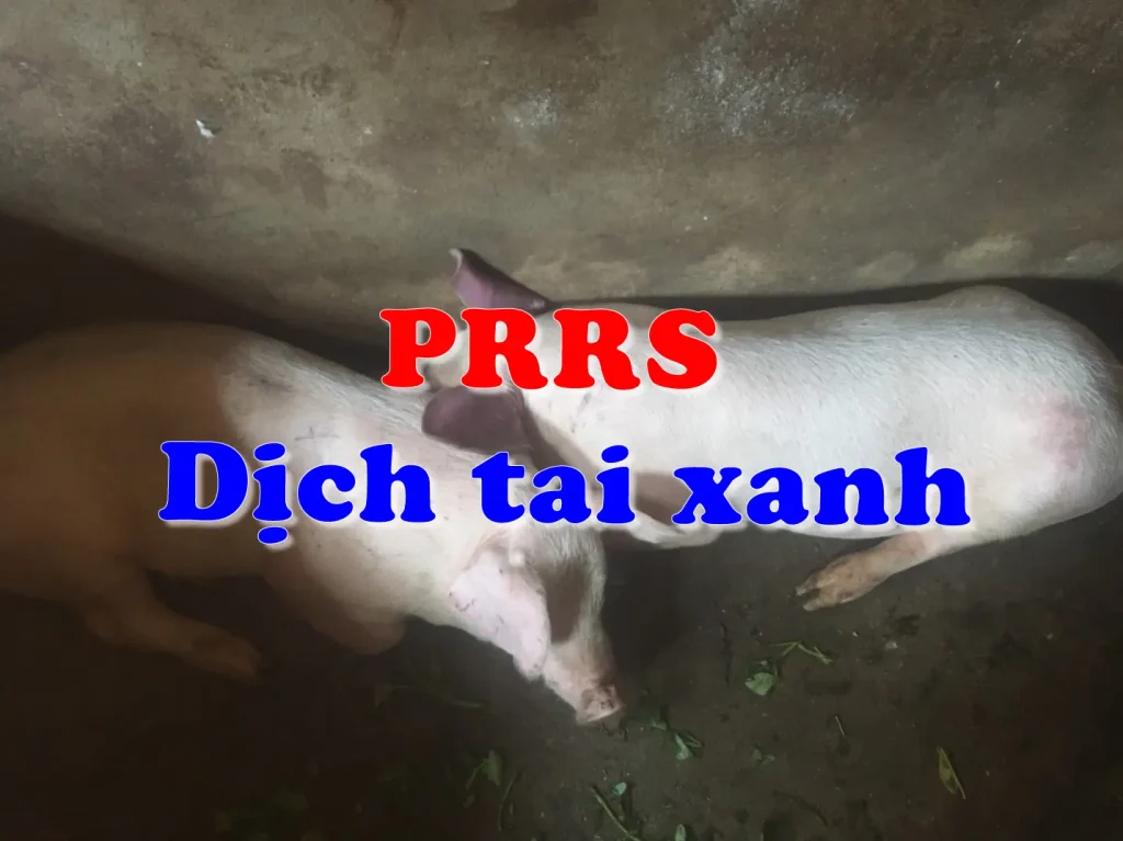 PRRS