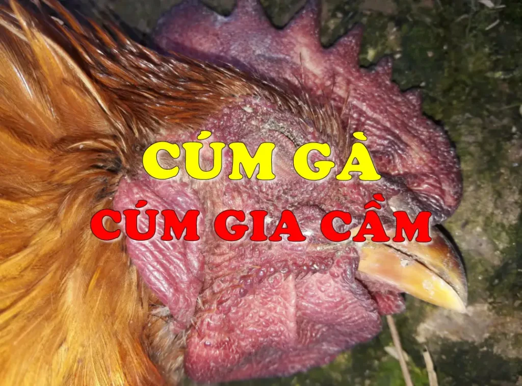 Cúm gà