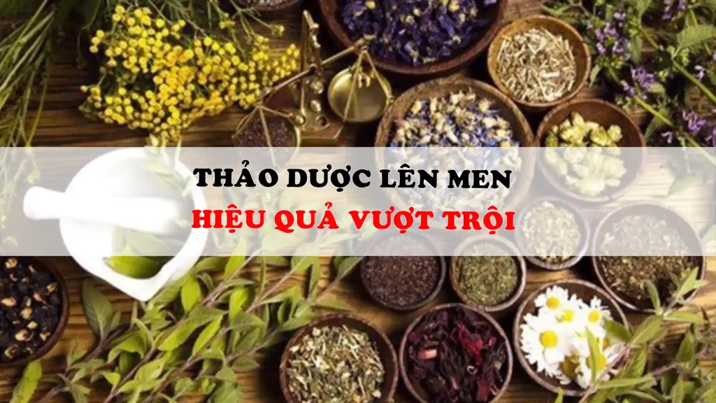 Thảo dược lên men