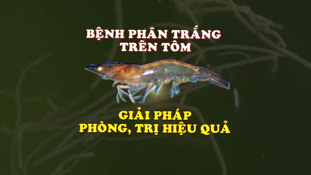 Bệnh phân trắng trên tôm