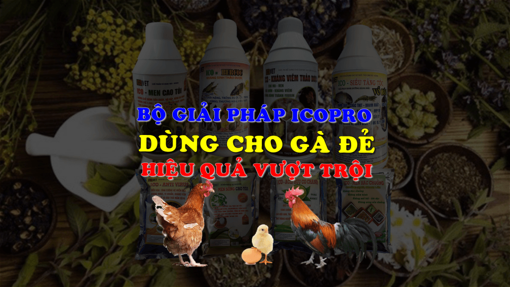 bộ giải pháp icopro dùng cho gà đẻ trứng