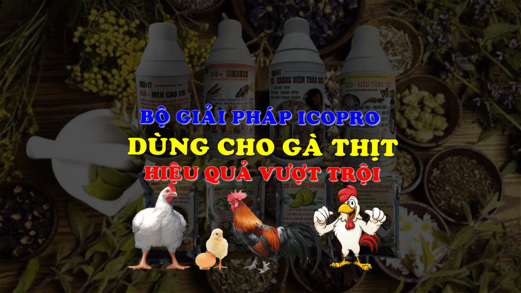 bộ giải pháp icopro dùng cho gà thịt