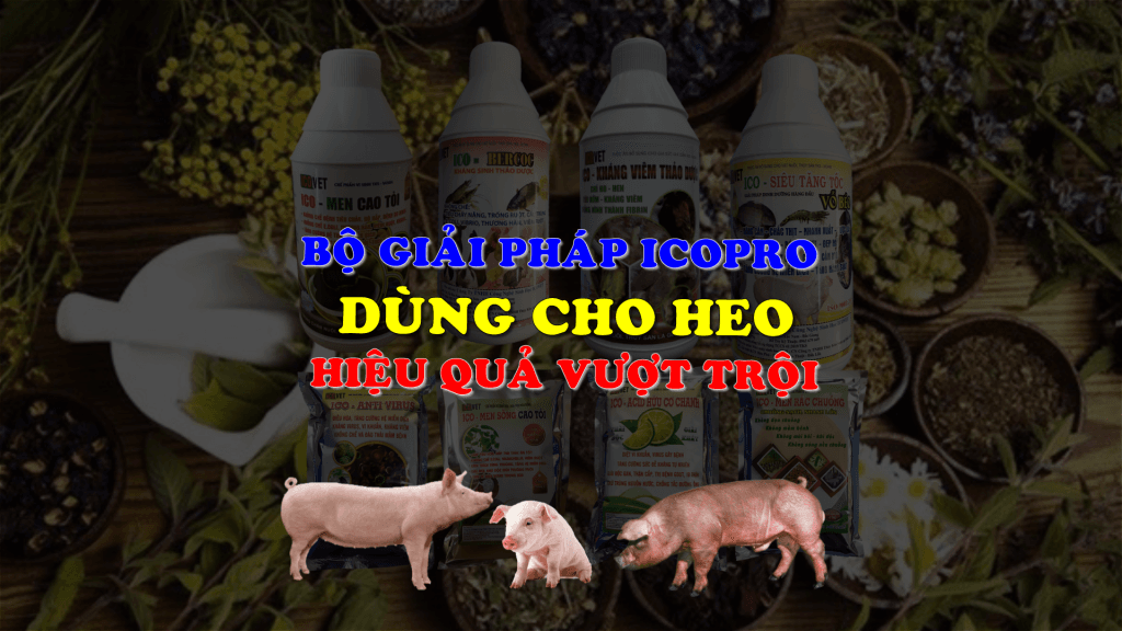 bộ giải pháp icopro dùng cho lợn