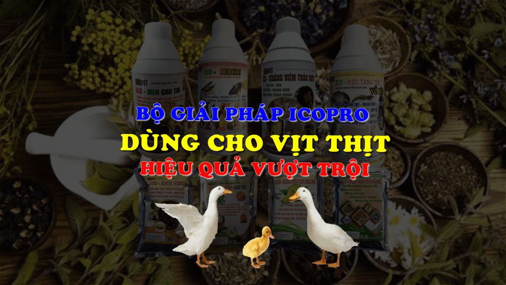 bộ giải pháp icopro dùng cho vịt thịt