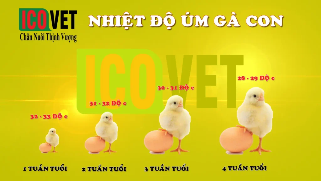 Nhiệt độ úm gà chuẩn