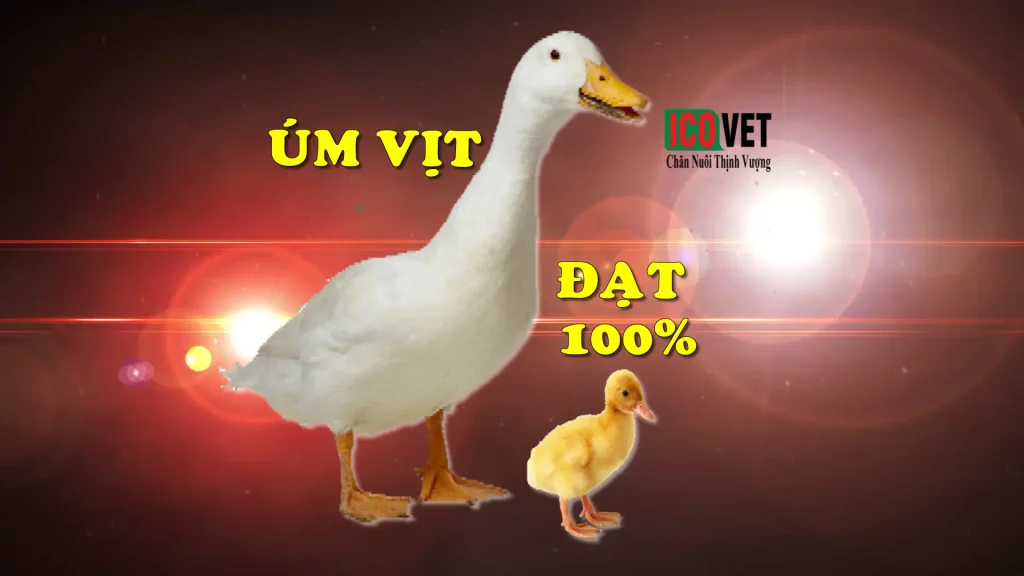 Úm vịt