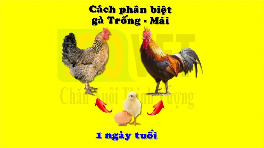 Cách phân biệt gà trống mai 1 ngày tuổi