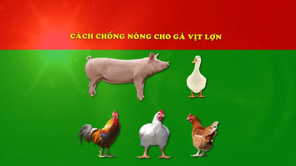 Cách chống nóng cho gà vịt lợn