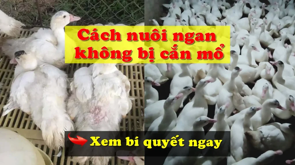 Cách nuôi ngan không bị cắn mổ