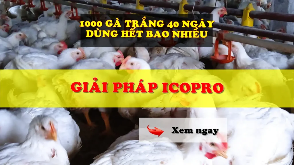 Giải pháp ICOPRO dùng cho gà trắng