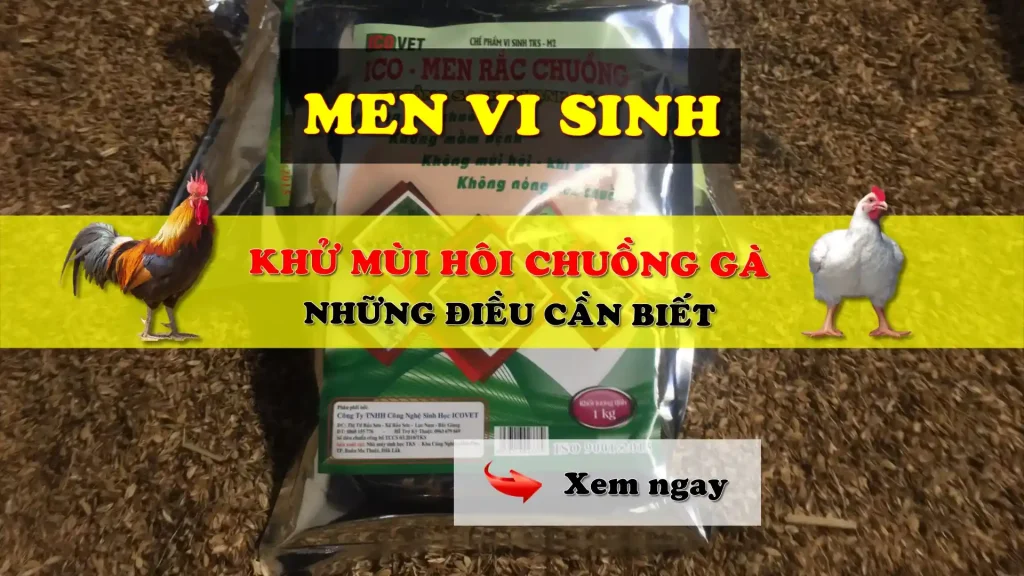 Men vi sinh khử mùi hôi chuồng gà