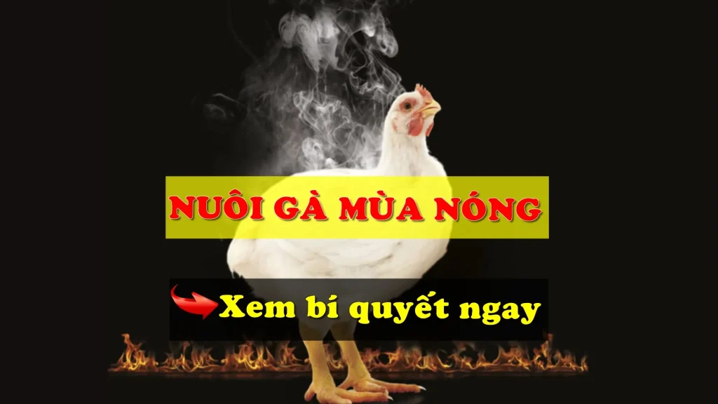 Nuôi gà mùa nóng