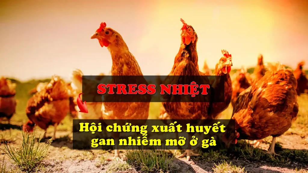 Hội chứng xuất huyết gan nhiễm mỡ