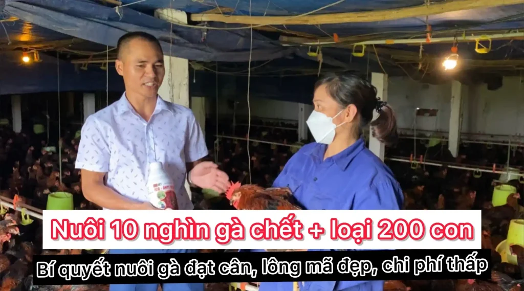 Bộ giải pháp ICOPRO nuôi gà