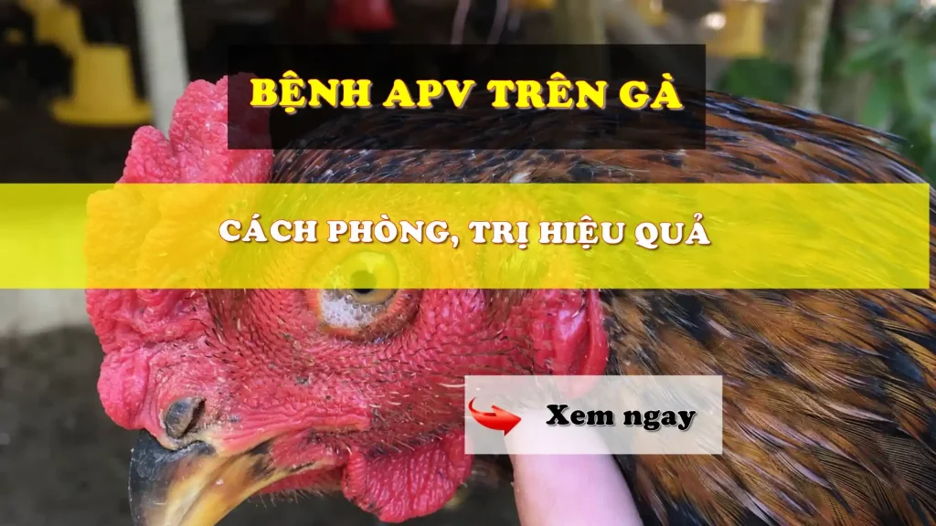 Bệnh APV trên gà