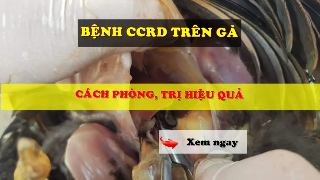 Bệnh CCRD trên gà