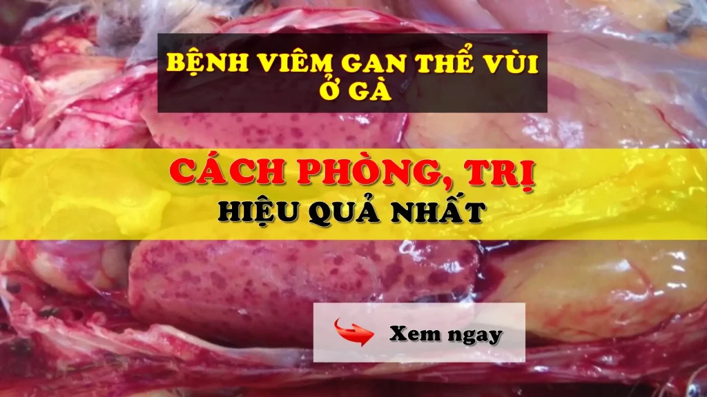 Bệnh viêm gan thể vùi ở gà
