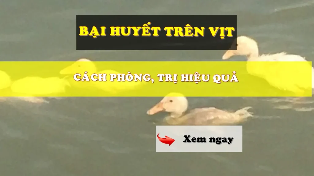 Bệnh bại huyết trên vịt