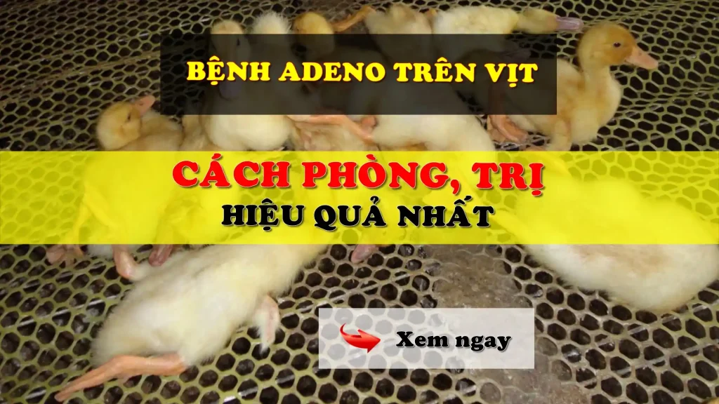Bệnh Adeno trên vịt