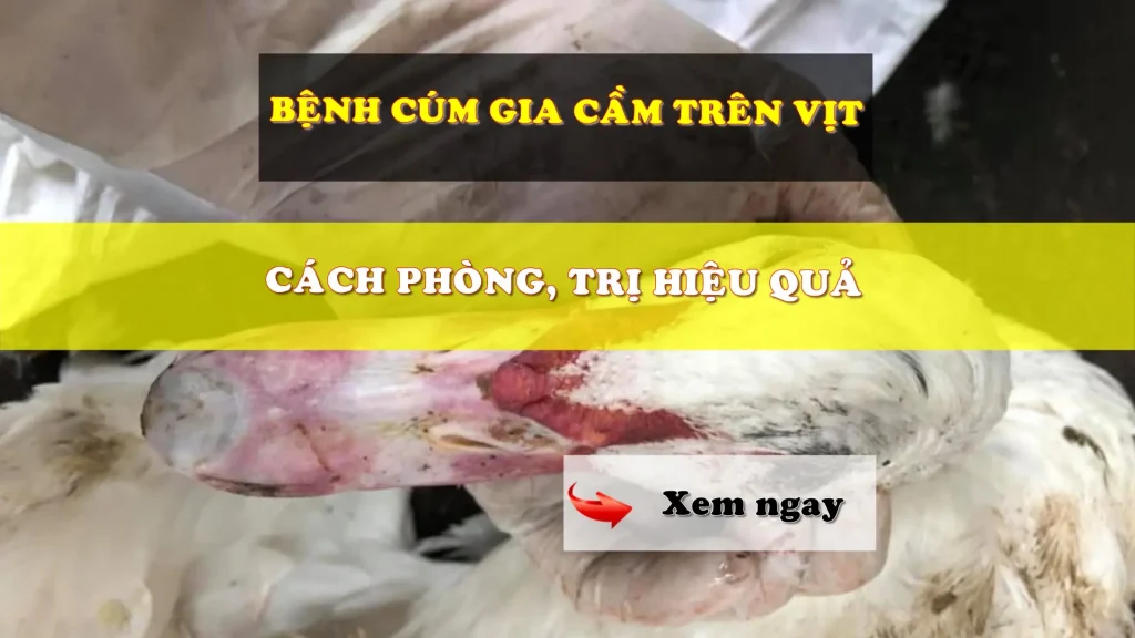 Bệnh cúm gia cầm trên vịt