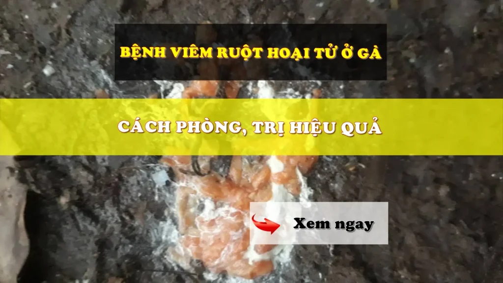 Bệnh viêm ruột hoại tử ở gà