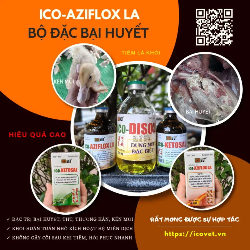 Bộ tiêm đặc trị bệnh bại huyết trên vịt ghép kén mũi tụ huyết trùng, thương hàn