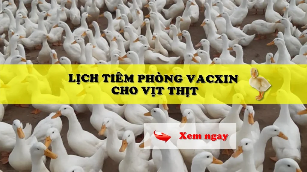 Lịch tiêm phòng vacxin cho vịt