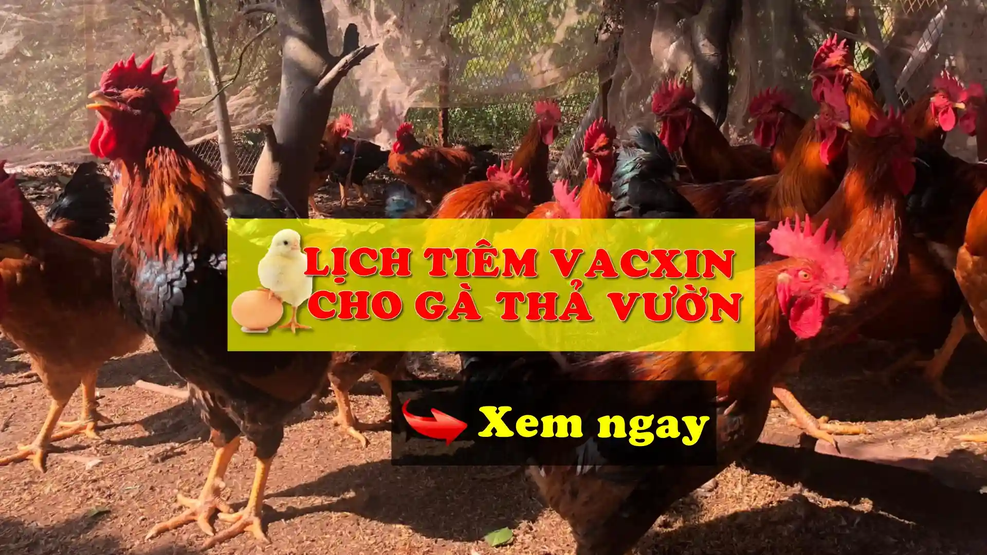 Lịch tiêm vacxin cho gà thả vườn