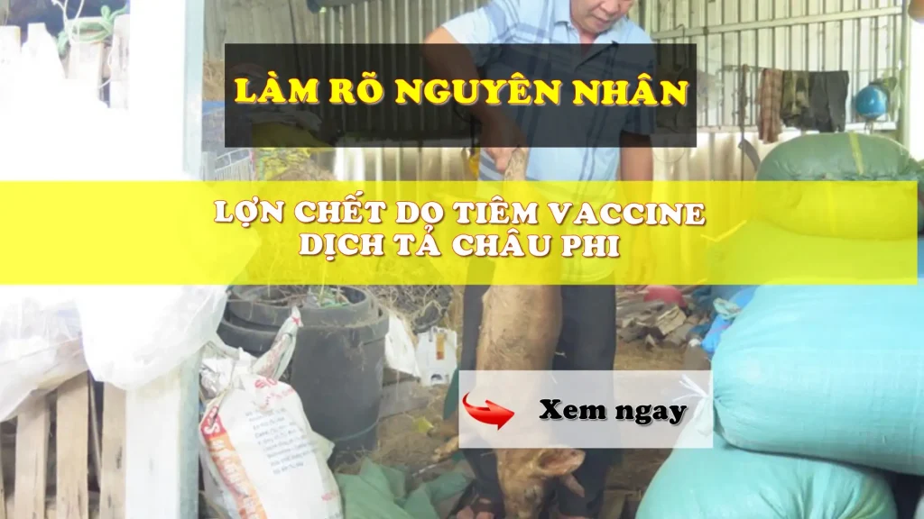 Lợn chết do tiêm vaccine dịch tả châu phi
