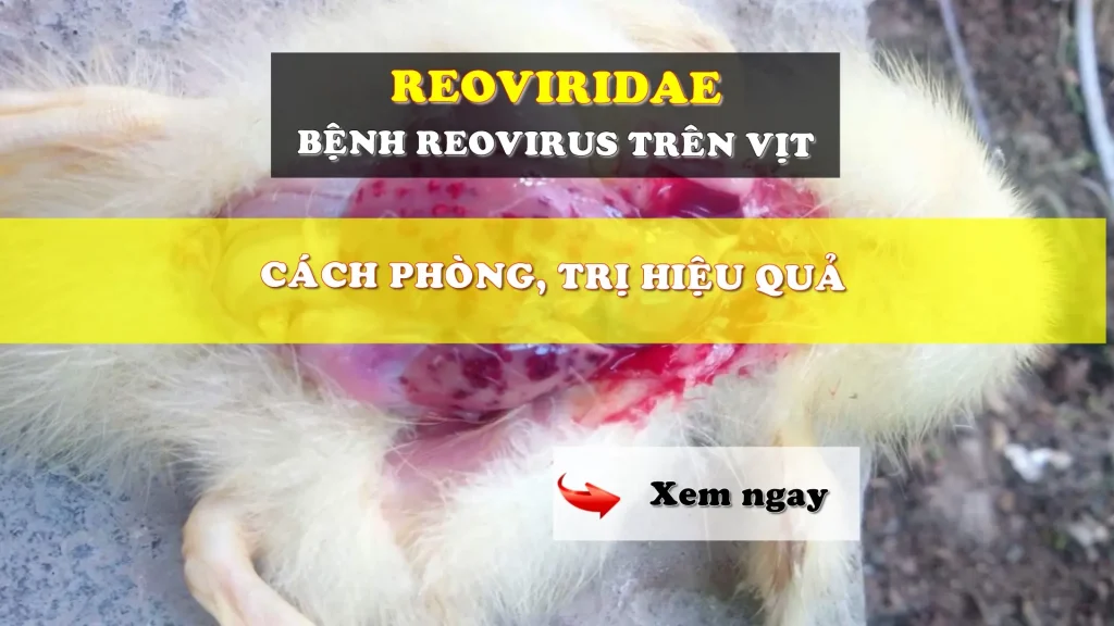 Reoviridae bệnh reovirus trên vịt