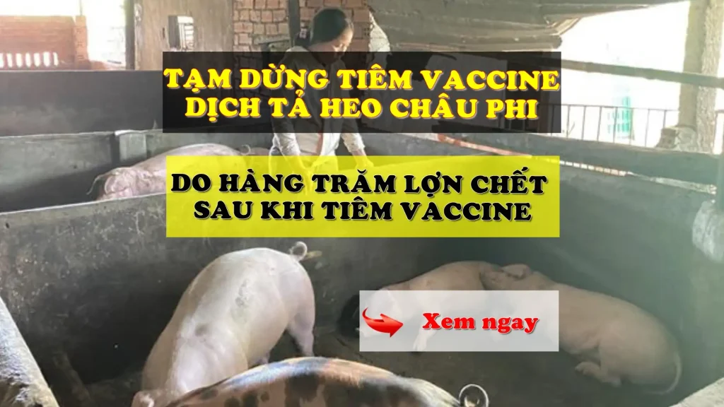 Tạm dừng tiêm vaccine dịch tả heo châu phi Navetco