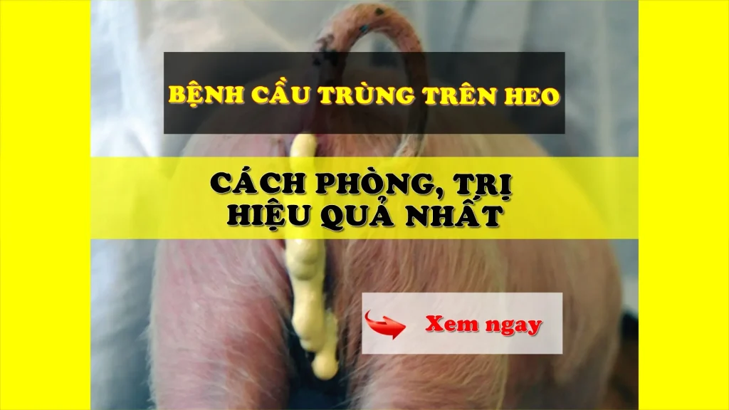 Bệnh cầu trùng trên heo