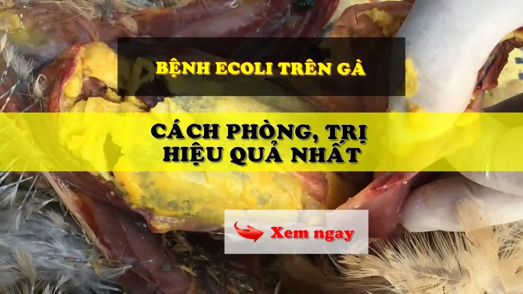 Bệnh Ecoli trên gà