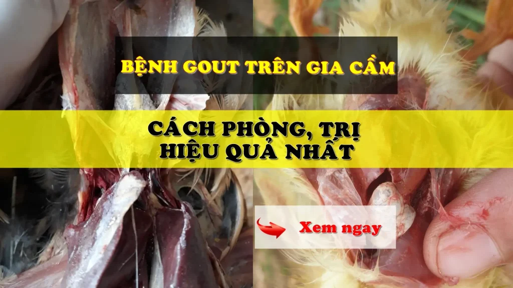 Bệnh gout trên gia cầm