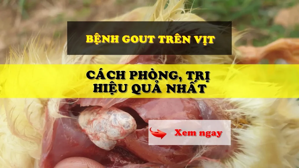 Bệnh gout trên vịt