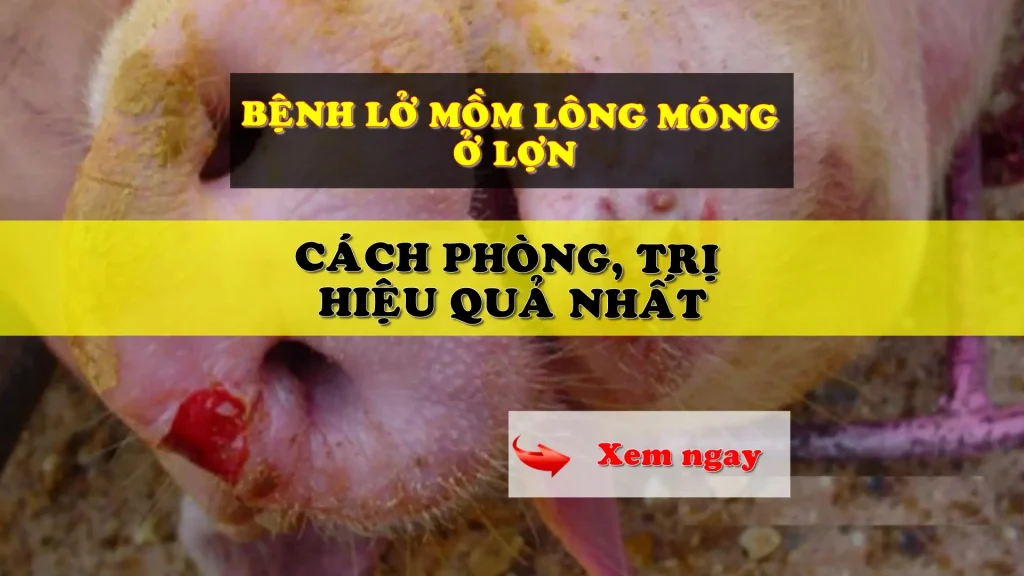 Bệnh lở mồm lông móng ở lợn
