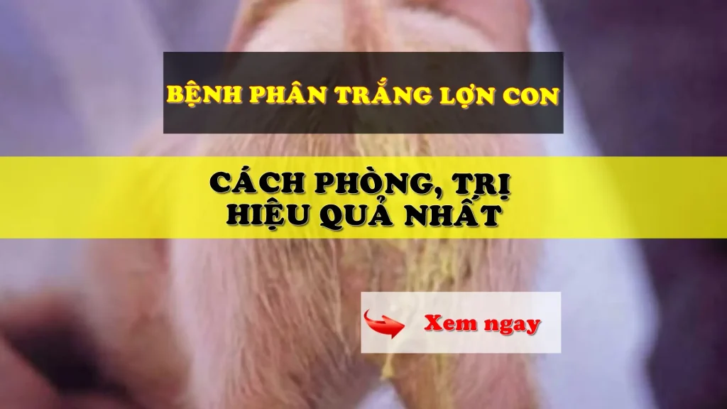 Bệnh phân trắng lợn con