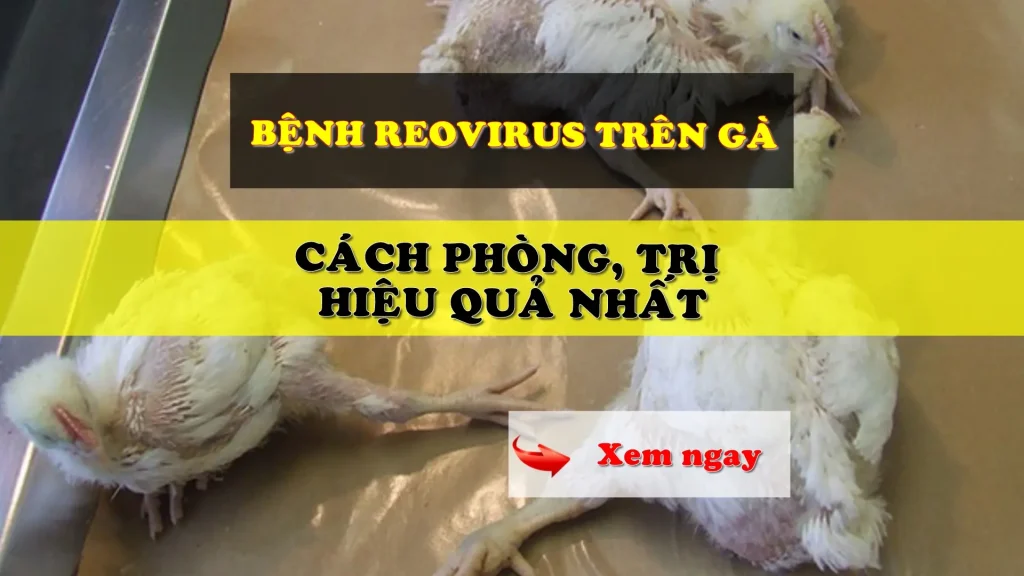 Bệnh Reovirus trên gà