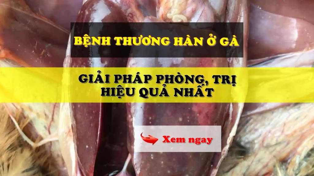 Bệnh thương hàn ở gà