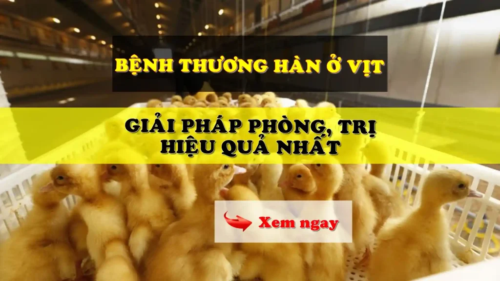 Bệnh thương hàn ở vịt