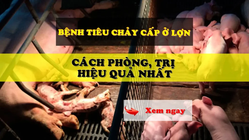 Bệnh tiêu chảy cấp ở lợn PED