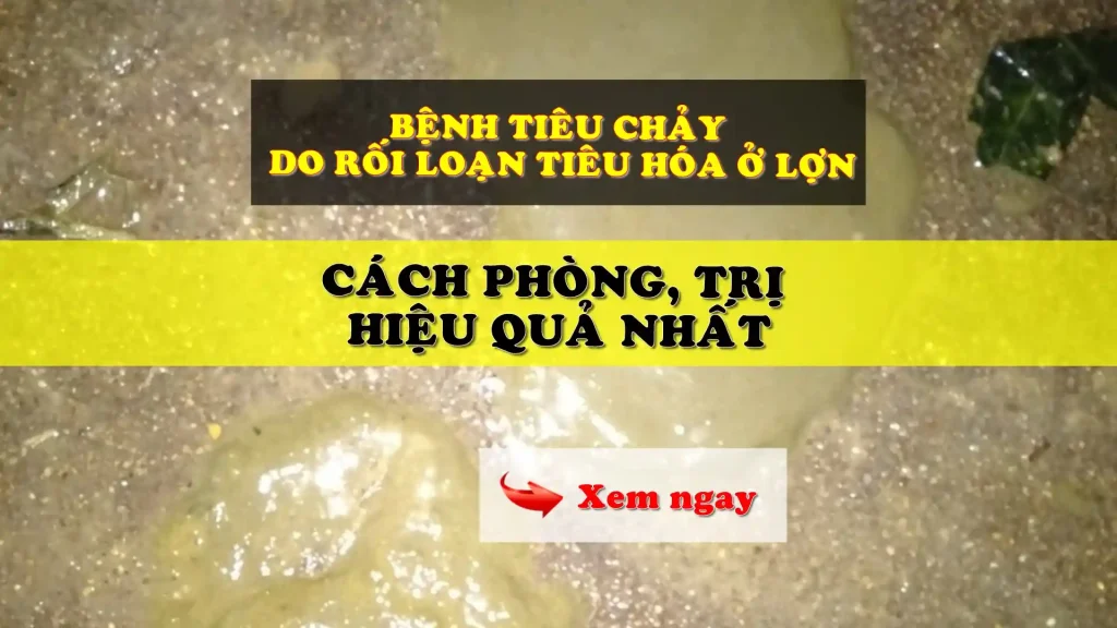 Bệnh tiêu chảy do rồi loạn tiêu hóa ở lợn