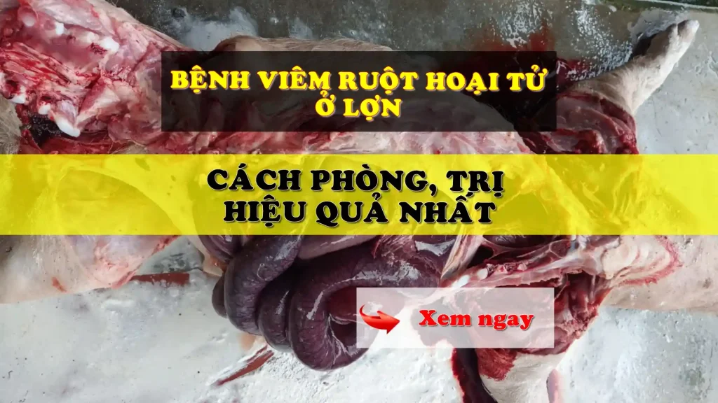 Bệnh viêm ruột hoại tử ở lợn