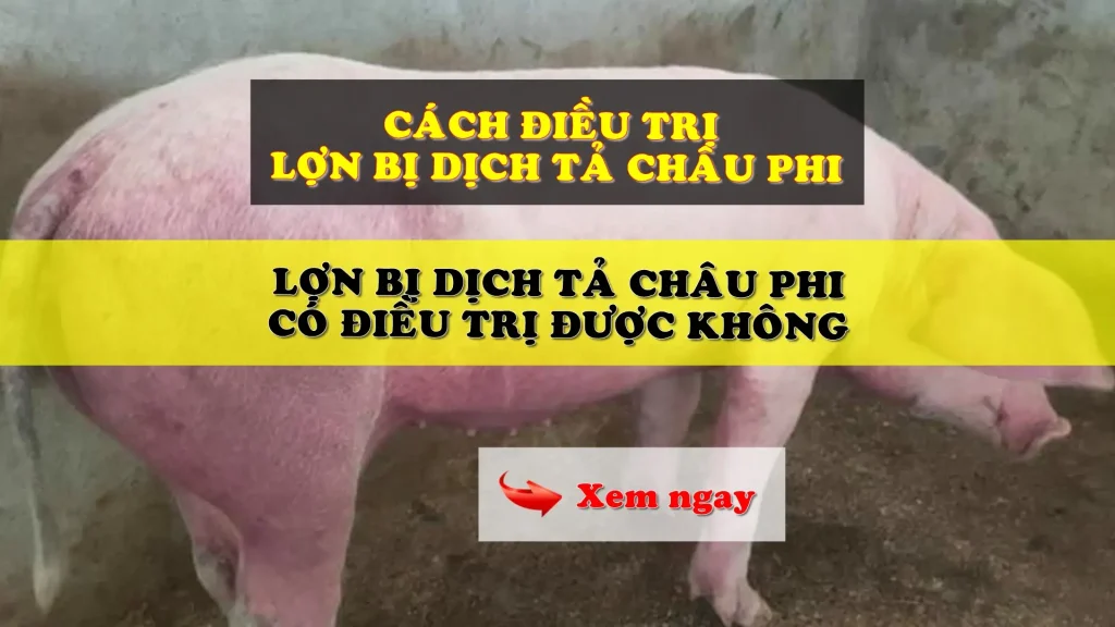 Cách điều trị lợn bị dịch tả châu phi