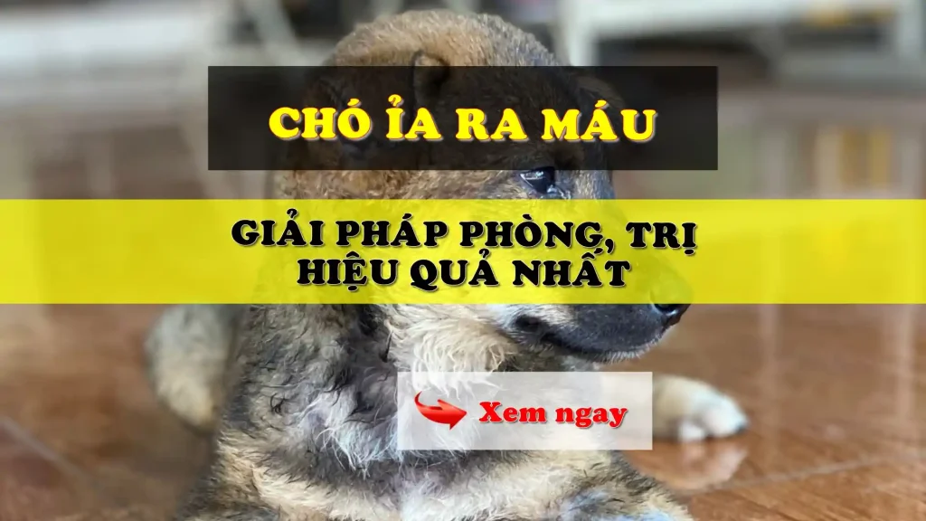 Chó ỉa ra máu