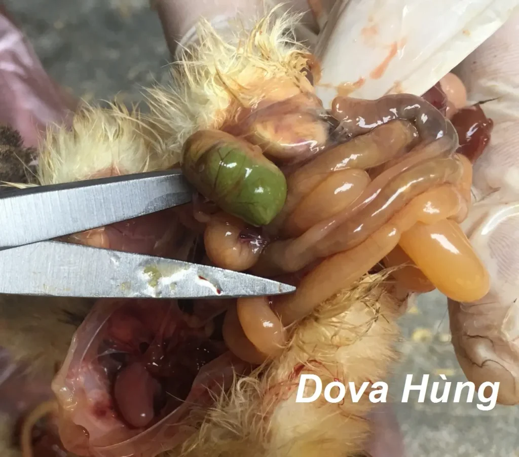 Gà bị thương hàn - túi lòng đỏ viêm thành màu xanh